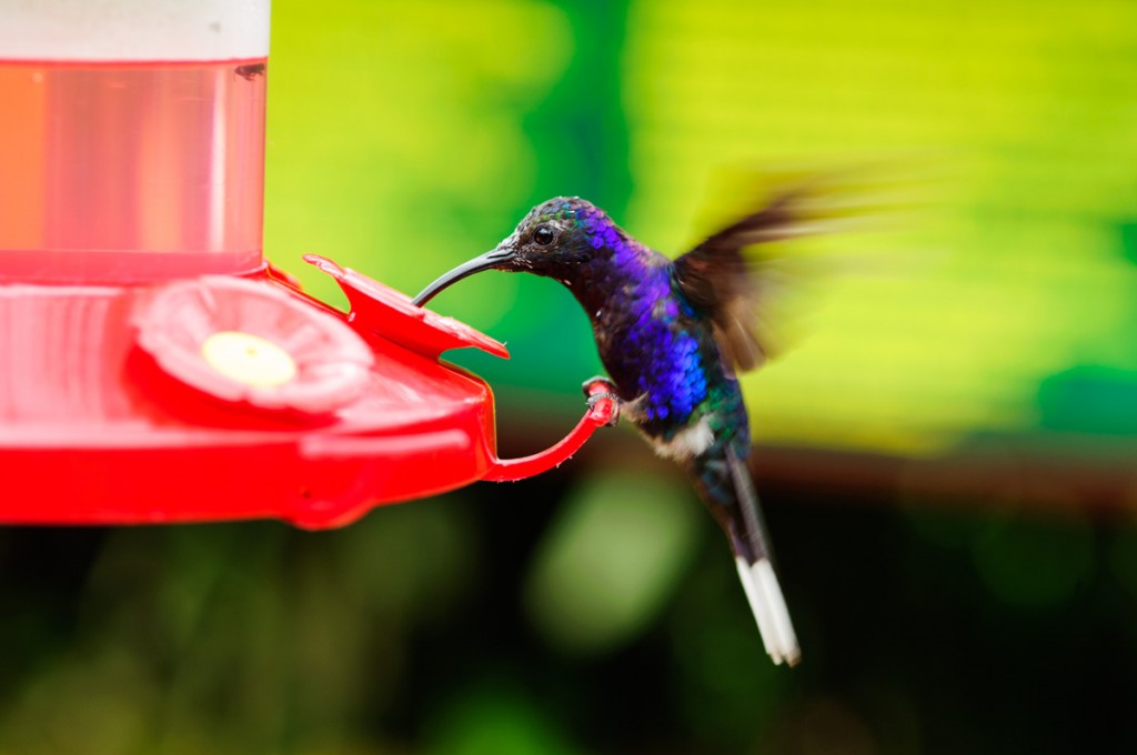 how to attract costa rica hummingbird