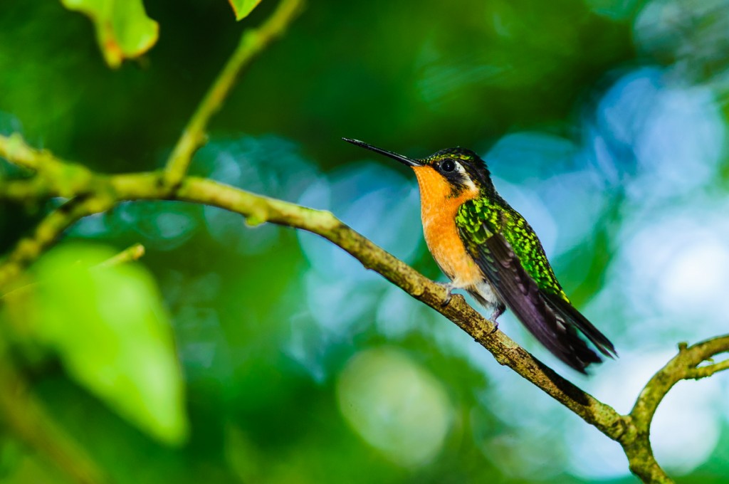 what flowers in costa rica attract hummingbirds