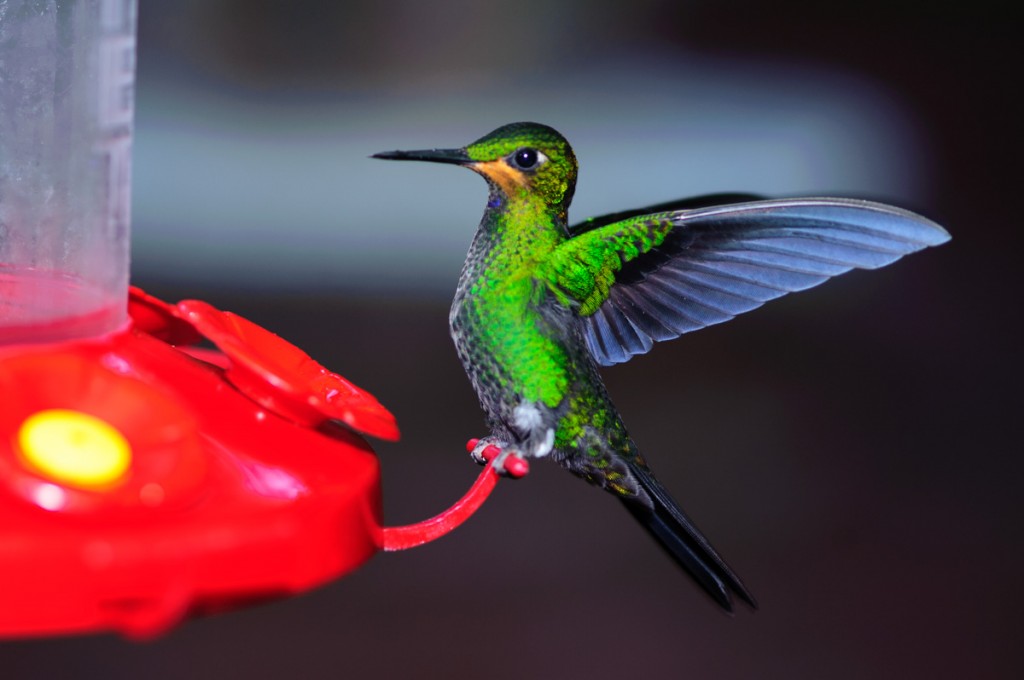 where to see hummingbirds in costa rica
