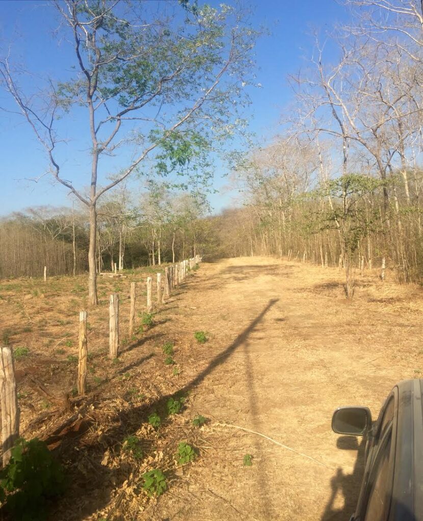 Flat Lots in Avellanas